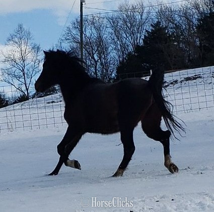 Hackney - "Snowy" Bay Mare Hackney in West Virginia