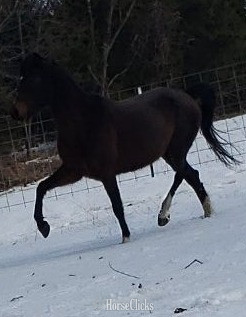 Hackney - "Snowy" Bay Mare Hackney
