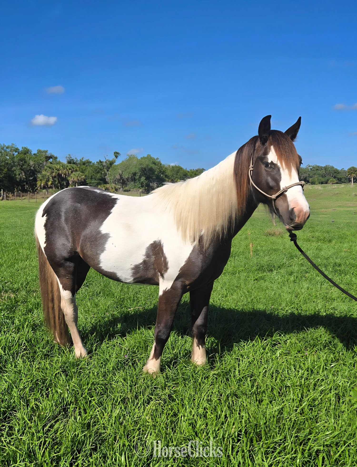 "Luca"  Gelding Gypsy Vanner in Florida