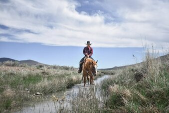 "Sunny" Red Dun Gelding Quarter Horse