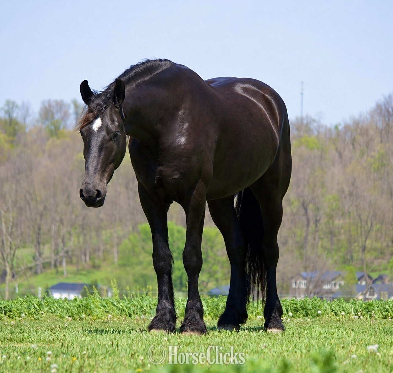 "Durango" Black Gelding Friesian in Ohio