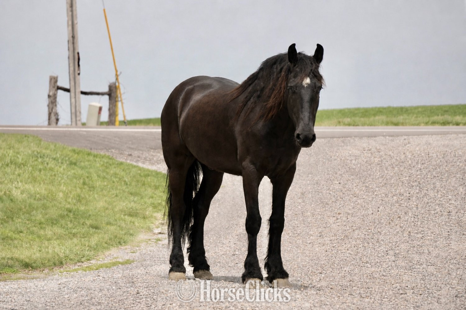 Ohio "Durango" Black Gelding Friesian