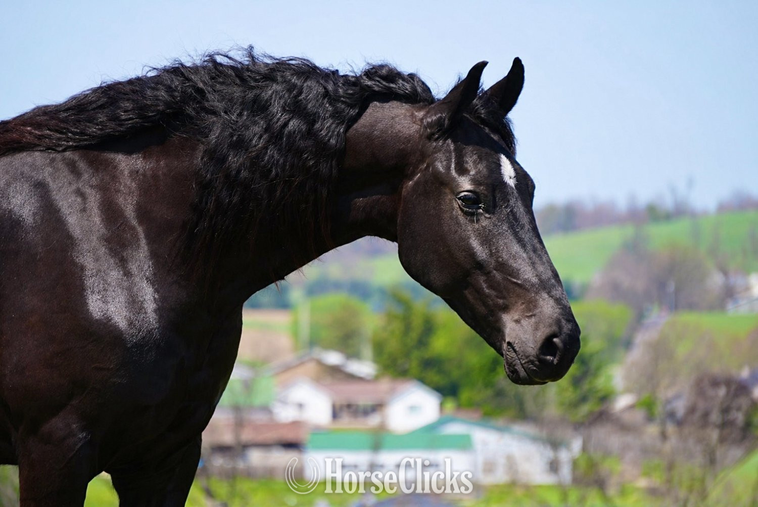 "Durango" Black Gelding Friesian - Friesian in Ohio