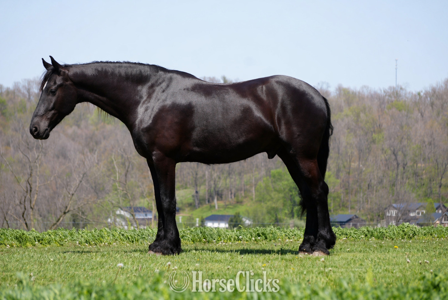 "Durango" Black Gelding Friesian - Friesian