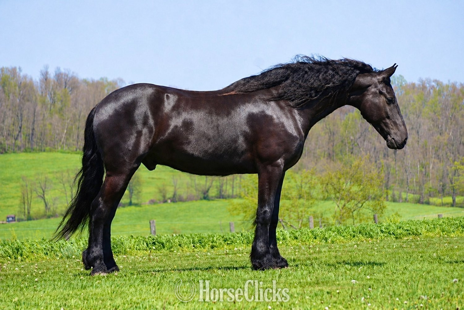 "Durango" Black Gelding Friesian Ohio