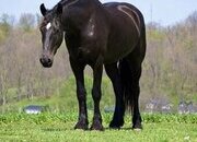 "Durango" Black Gelding Friesian