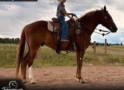 "Gibson" Chestnut Gelding Missouri Fox Trotter