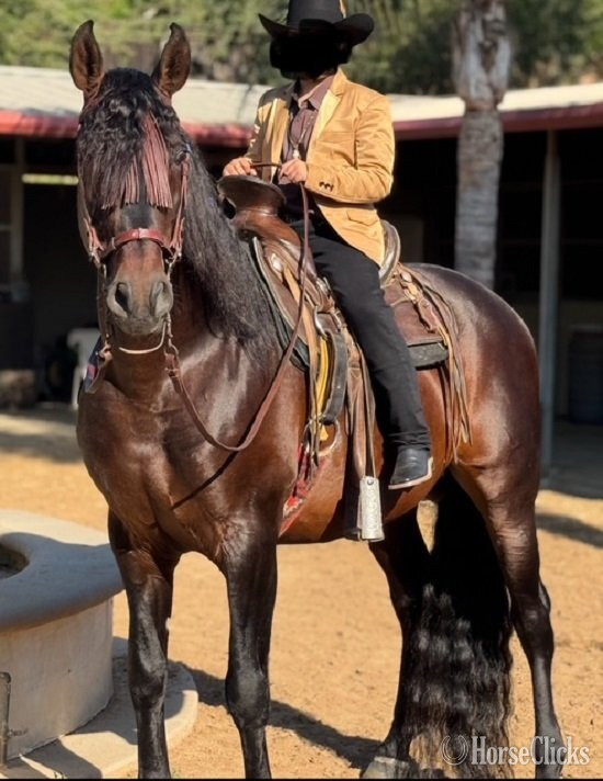 "Unico JLE II" Bay Stallion Andalusian