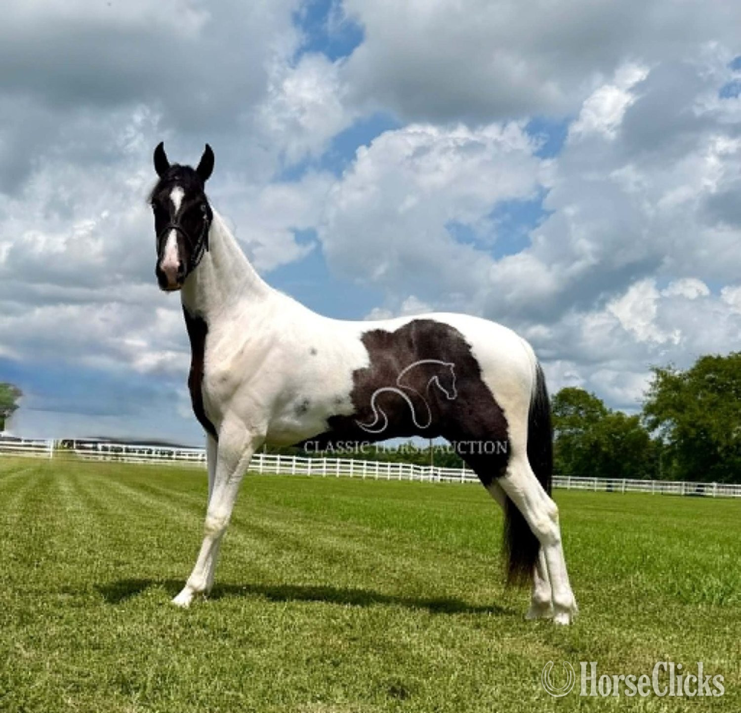 "SINATRA" Tabiano Gelding Spotted Saddle