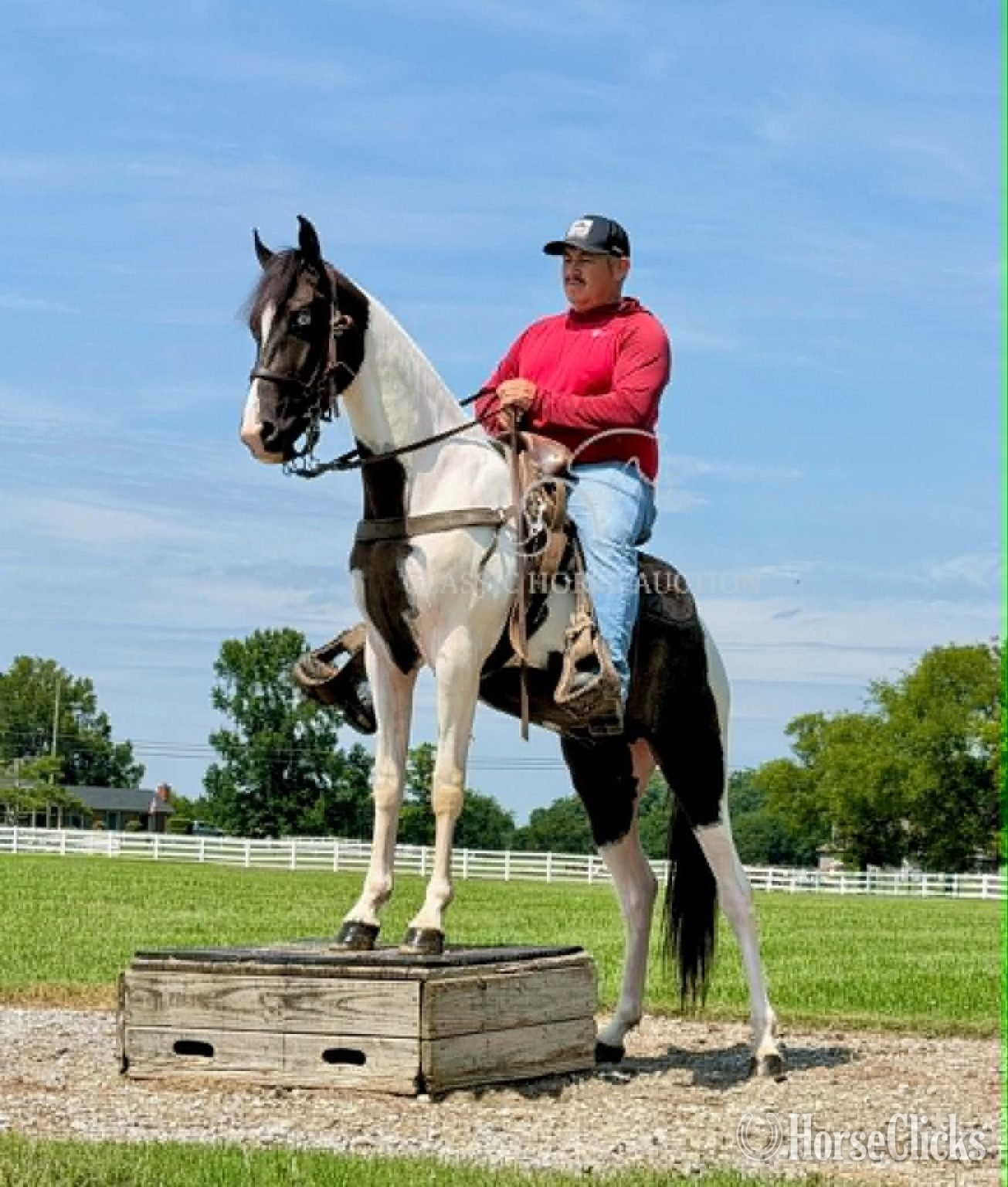 Tennessee "SINATRA" Tabiano Gelding Spotted Saddle