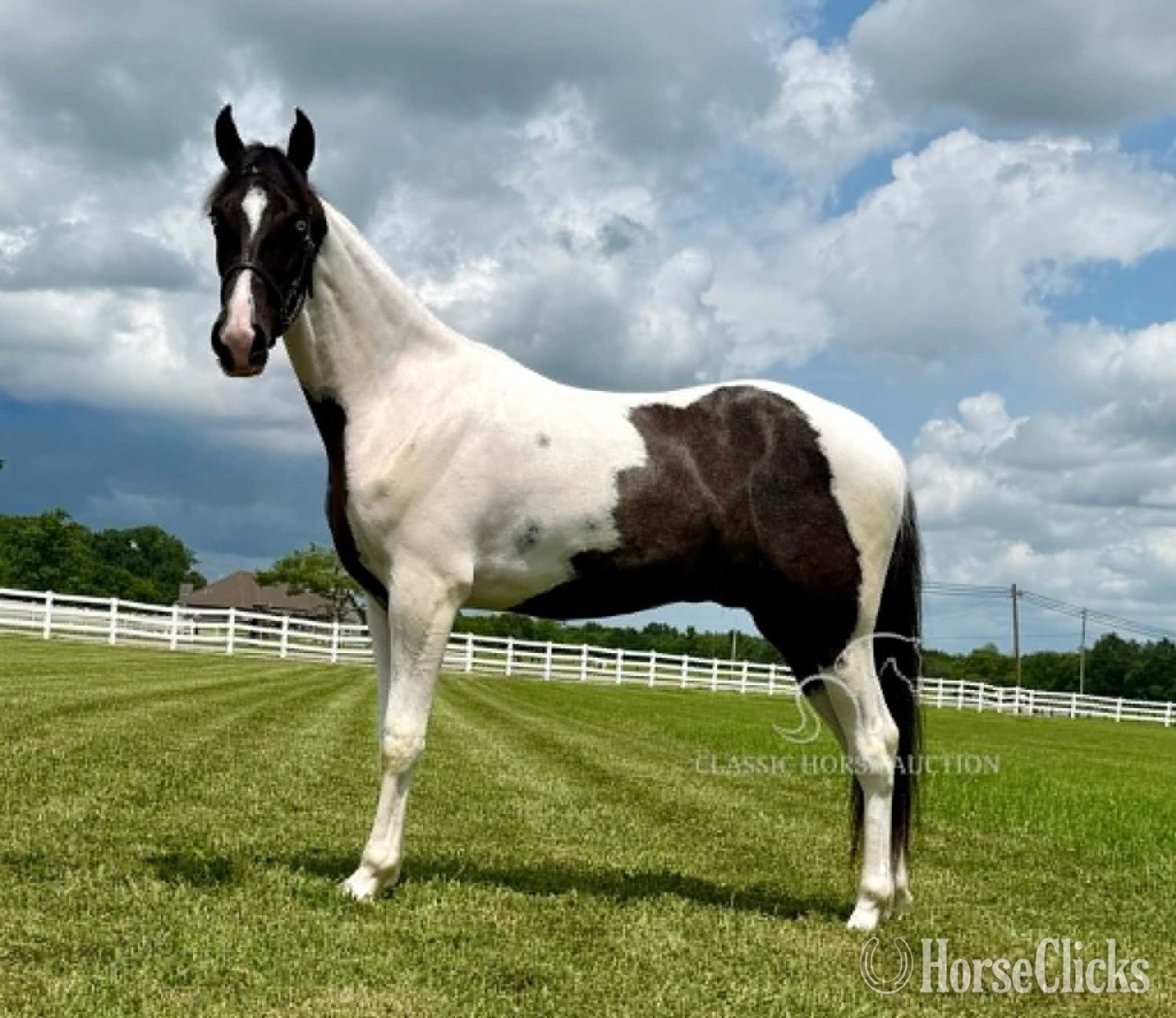 "SINATRA" Tabiano Gelding Spotted Saddle - Spotted Saddle in Tennessee
