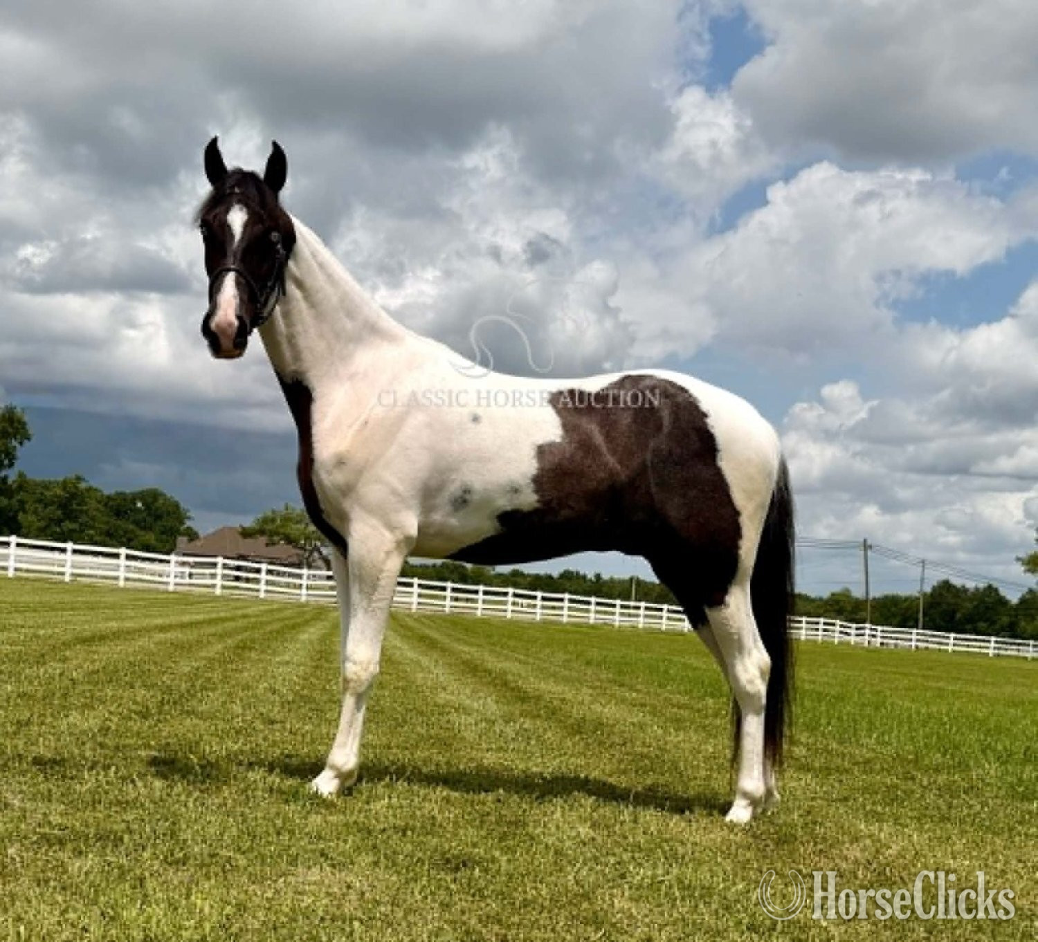 Spotted Saddle - "SINATRA" Tabiano Gelding Spotted Saddle in Tennessee