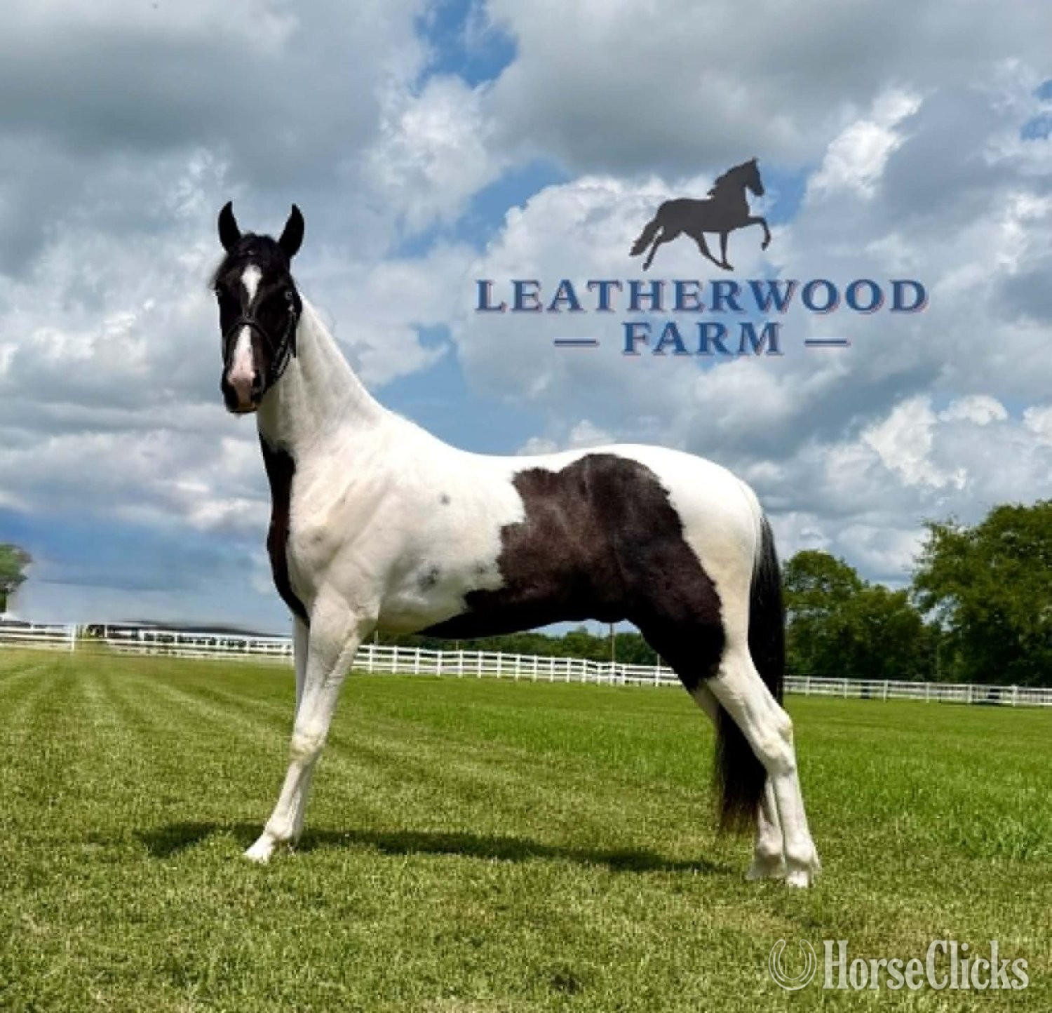 Spotted Saddle - "SINATRA" Tabiano Gelding Spotted Saddle