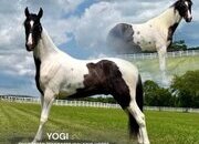 "SINATRA" Tabiano Gelding Spotted Saddle