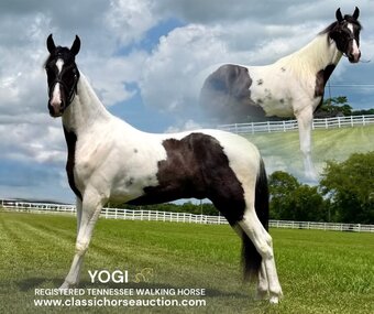 "SINATRA" Tabiano Gelding Spotted Saddle