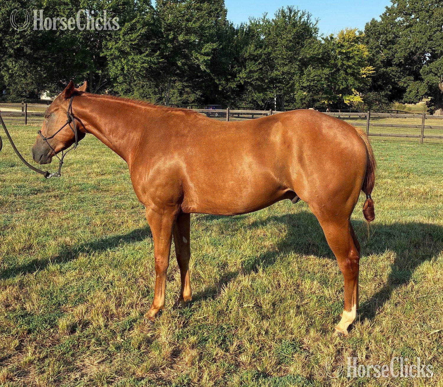 Sorrel 14.3hh Gelding for Lease