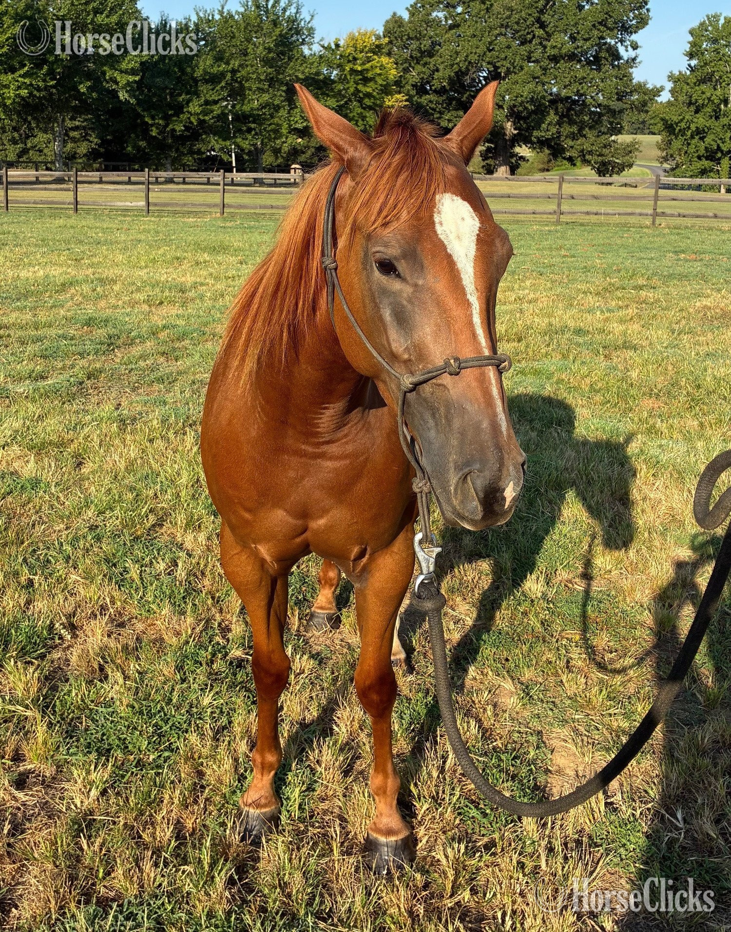  Sorrel 14.3hh Gelding for Lease