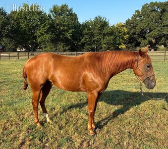 Sorrel 14.3hh Gelding for Lease