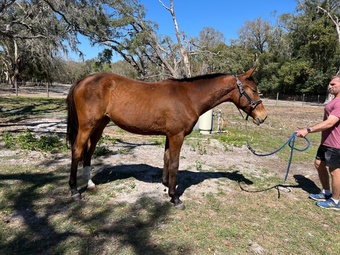"Liannah" Bay Filly Oldenburg