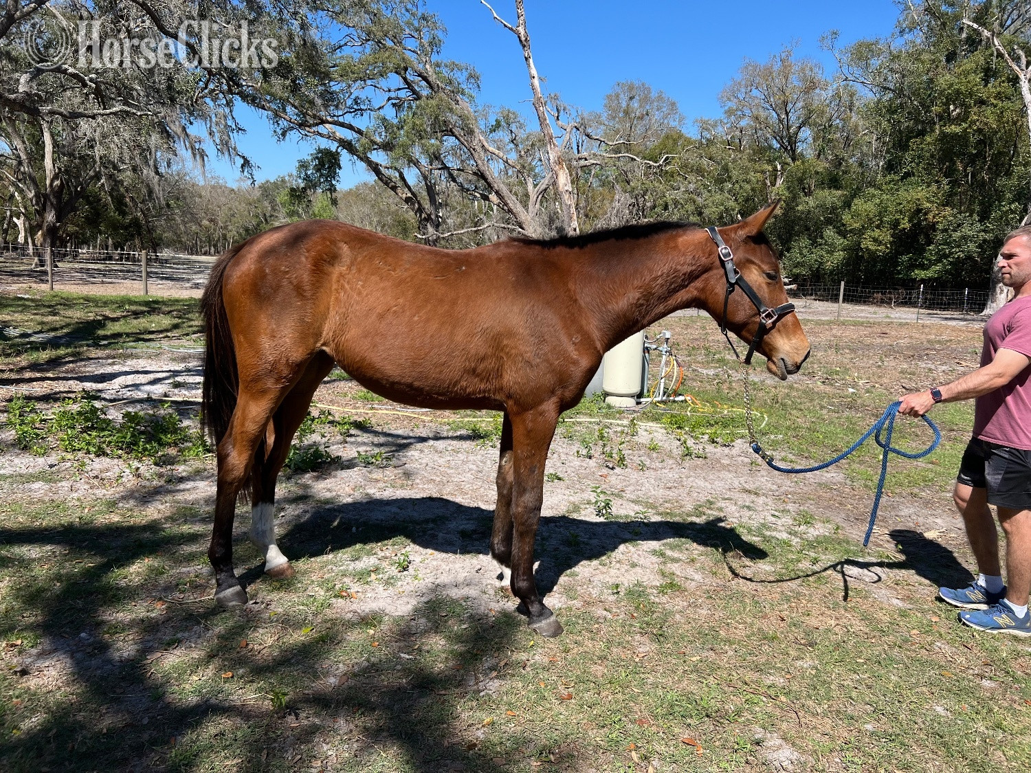 "Liannah" Bay Filly Oldenburg in Florida