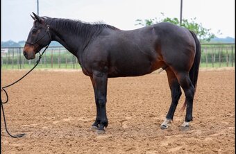 "WALLY" Brown Gelding Quarter Horse