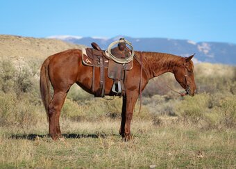 "Tommie Chex " Sorrel Mare Quarter Horse
