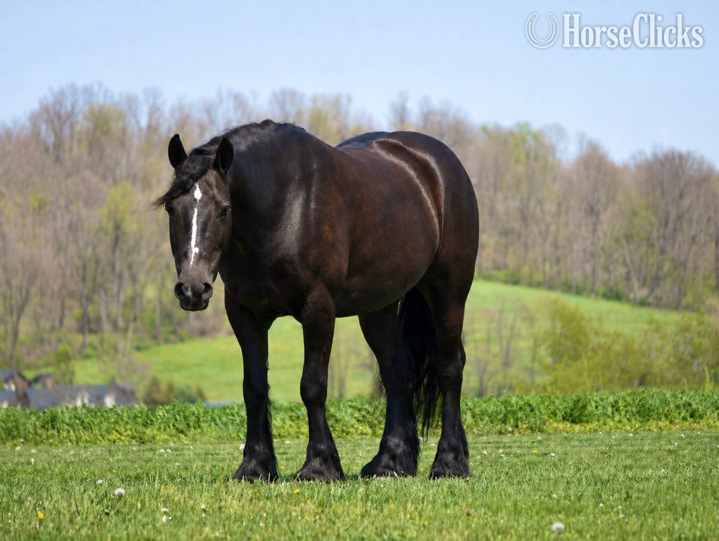 "Laddy" Black Gelding Gypsy Vanner in Ohio