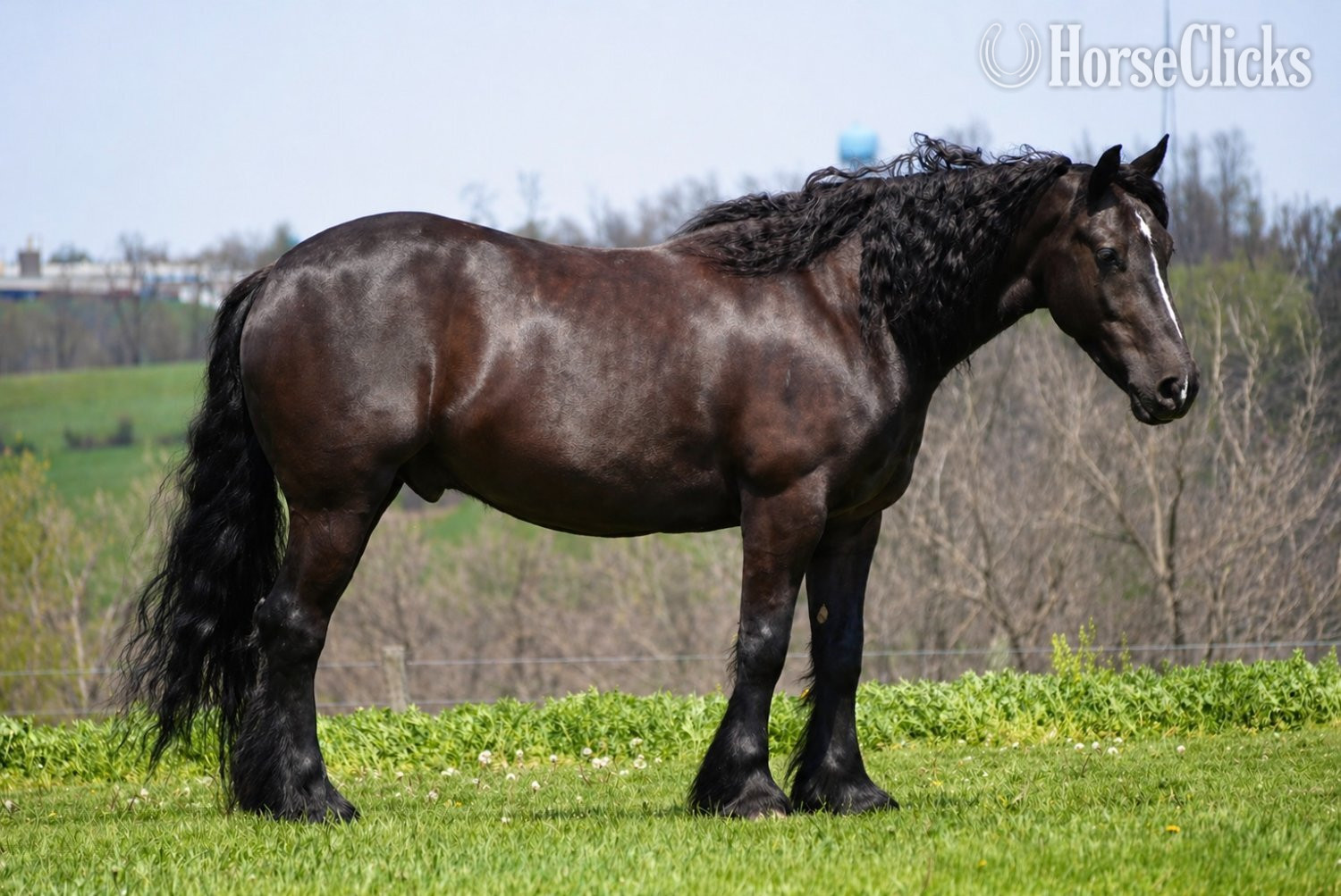 Ohio "Laddy" Black Gelding Gypsy Vanner