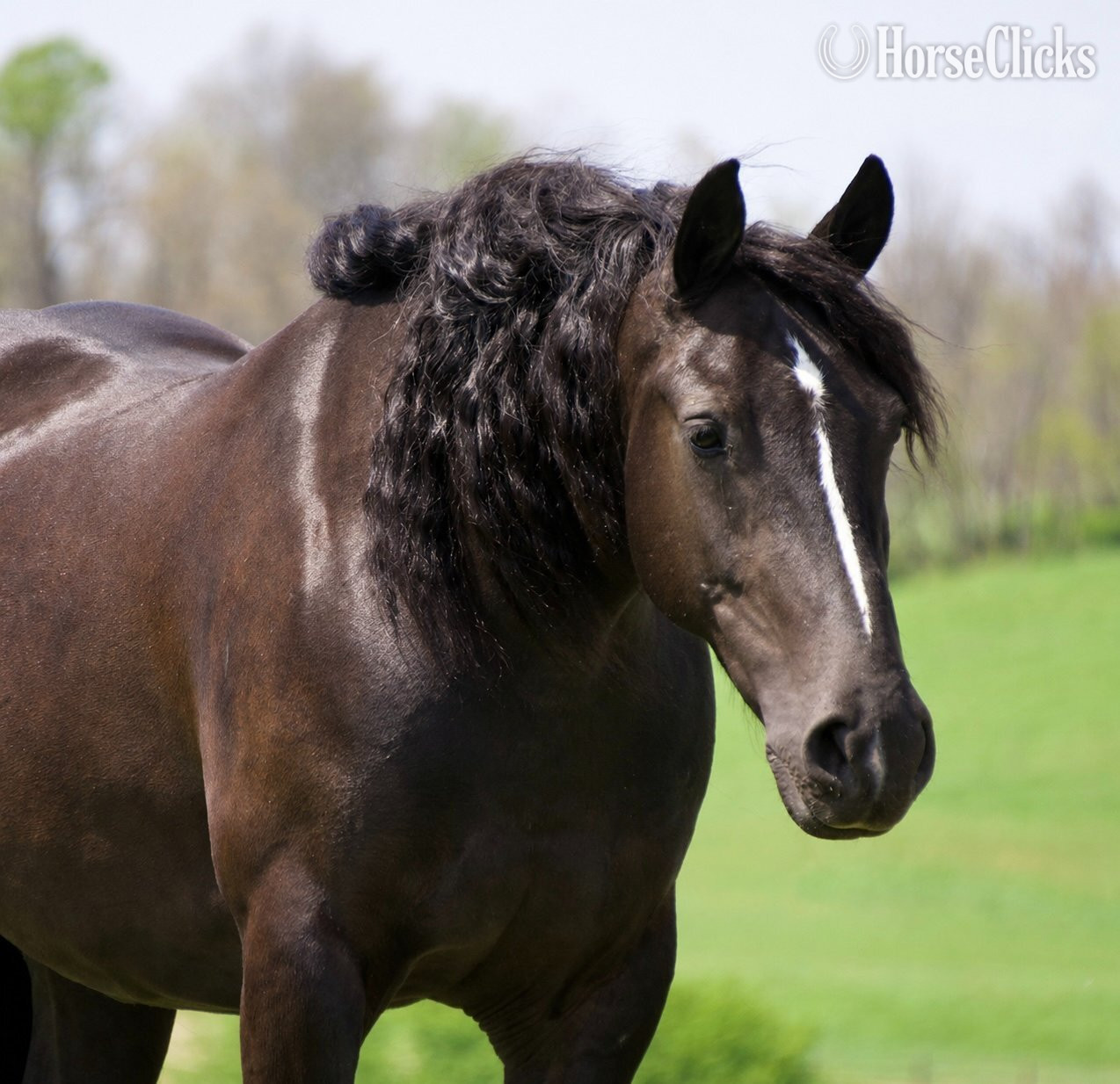 "Laddy" Black Gelding Gypsy Vanner - Gypsy Vanner in Ohio