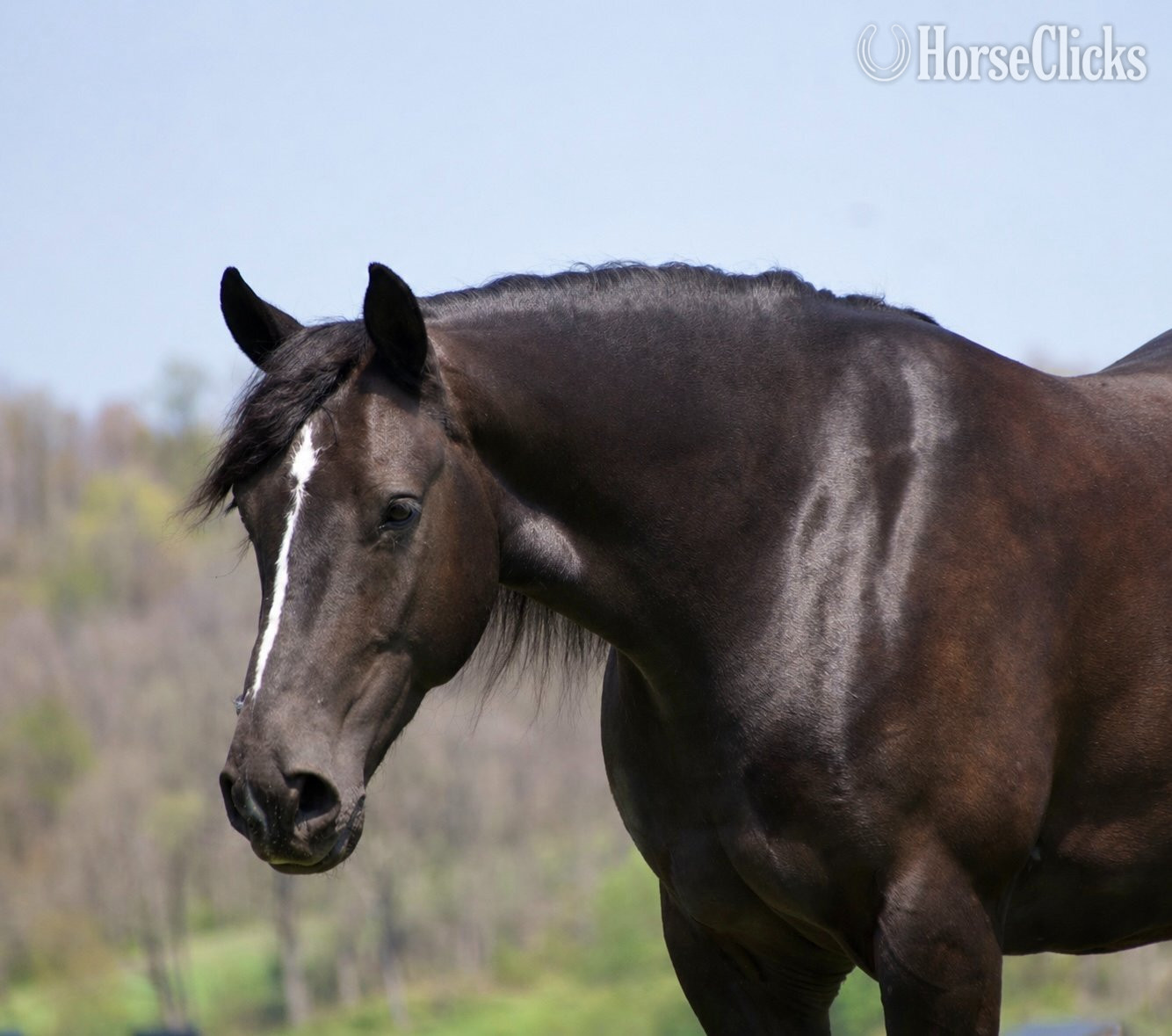 "Laddy" Black Gelding Gypsy Vanner - Gypsy Vanner