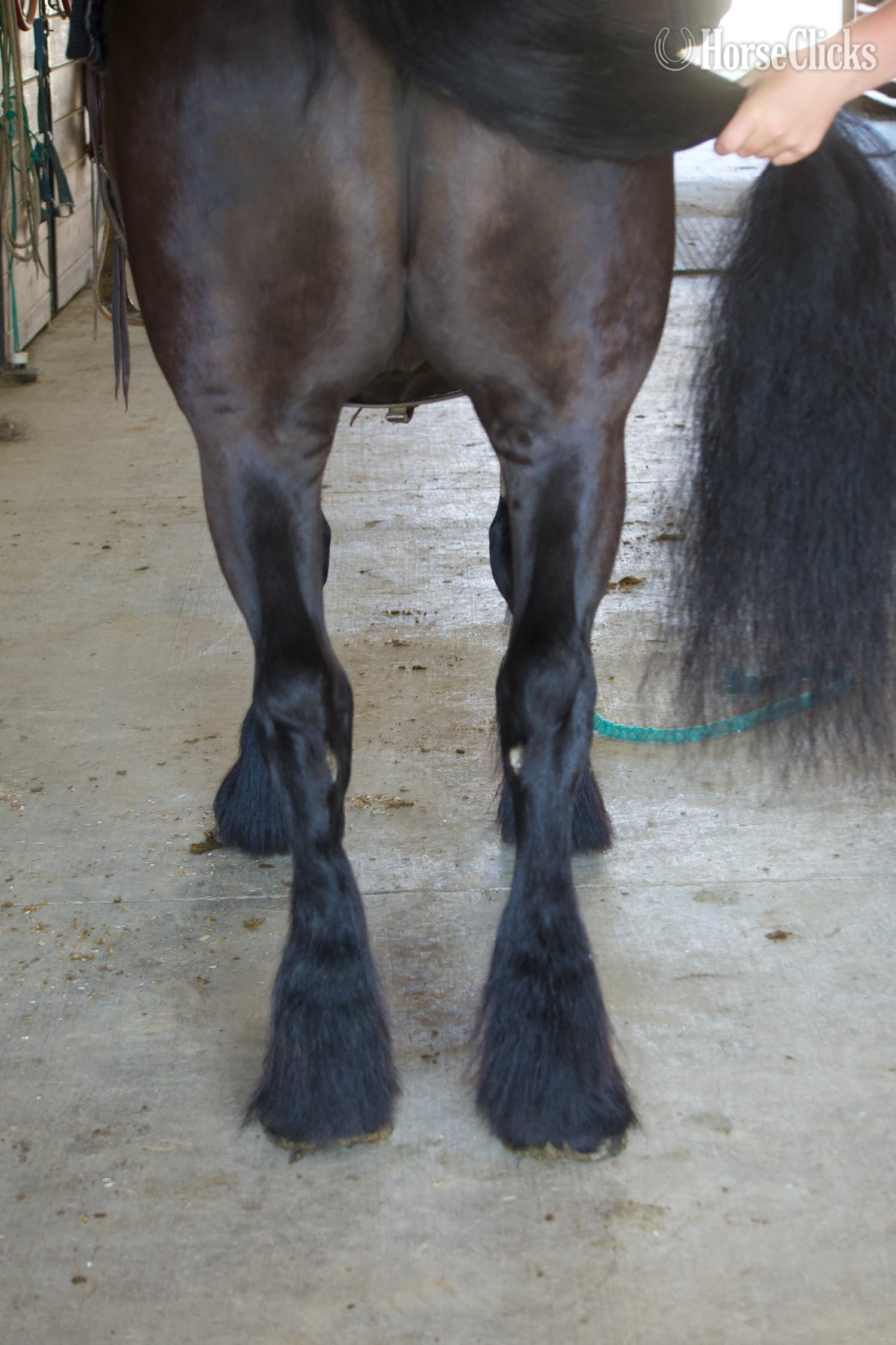 "Laddy" Black Gelding Gypsy Vanner Ohio