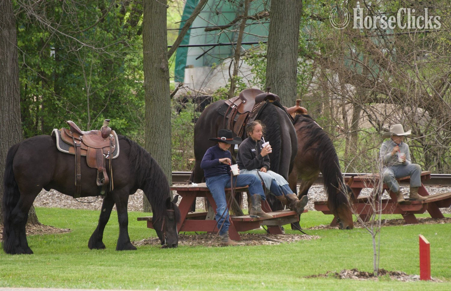 Gypsy Vanner - "Laddy" Black Gelding Gypsy Vanner