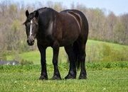 "Laddy" Black Gelding Gypsy Vanner