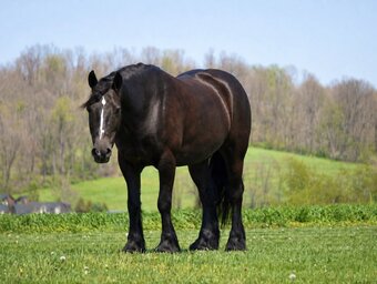 "Laddy" Black Gelding Gypsy Vanner