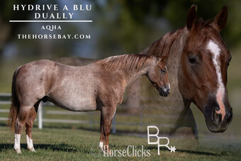 "Dually" Red Roan Gelding Quarter Horse