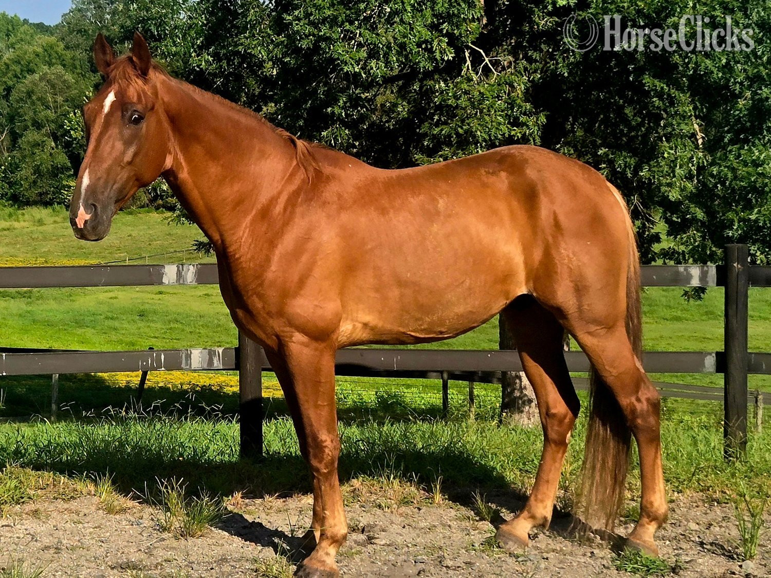 "Big World "Red"" Chestnut Gelding Tennessee Walker in South Carolina