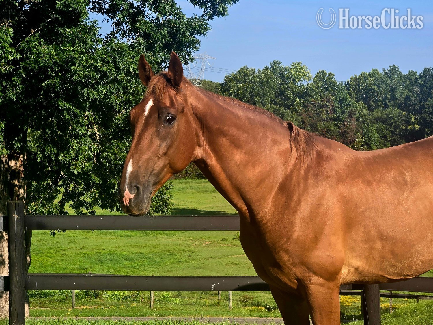 "Big World "Red"" Chestnut Gelding Tennessee Walker