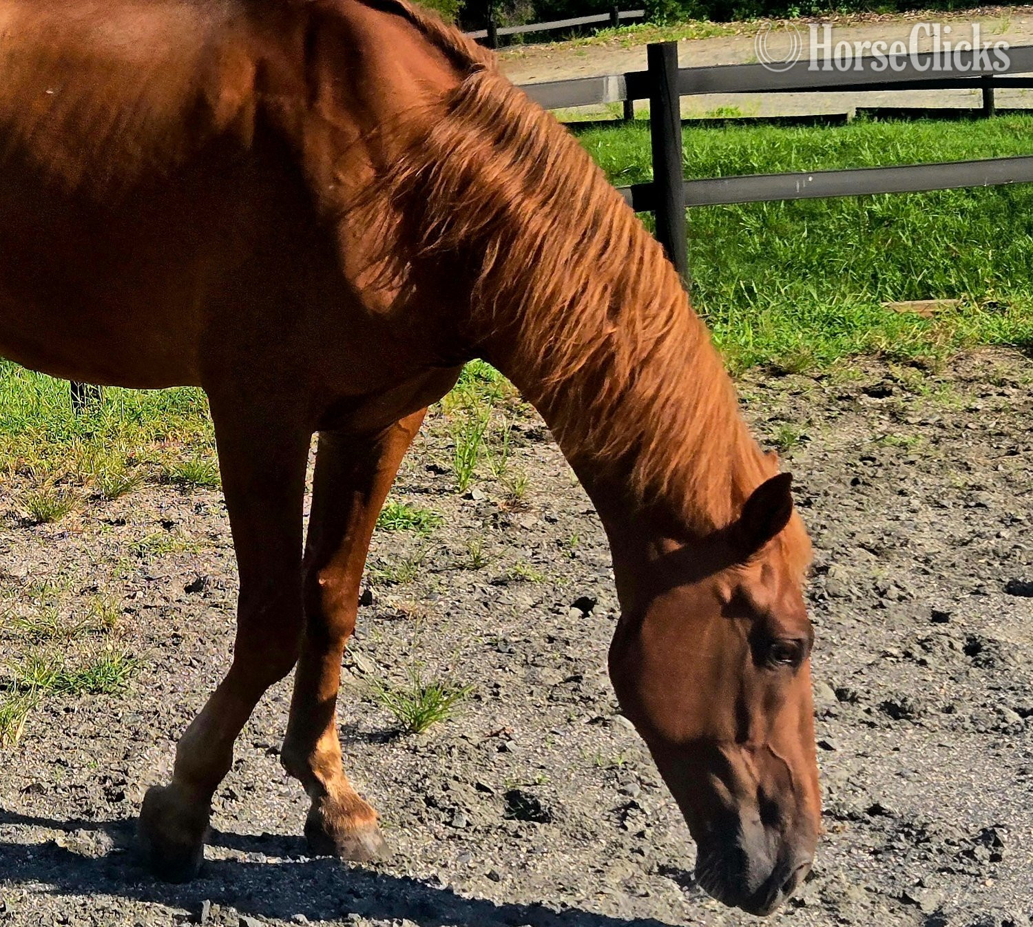 South Carolina "Big World "Red"" Chestnut Gelding Tennessee Walker