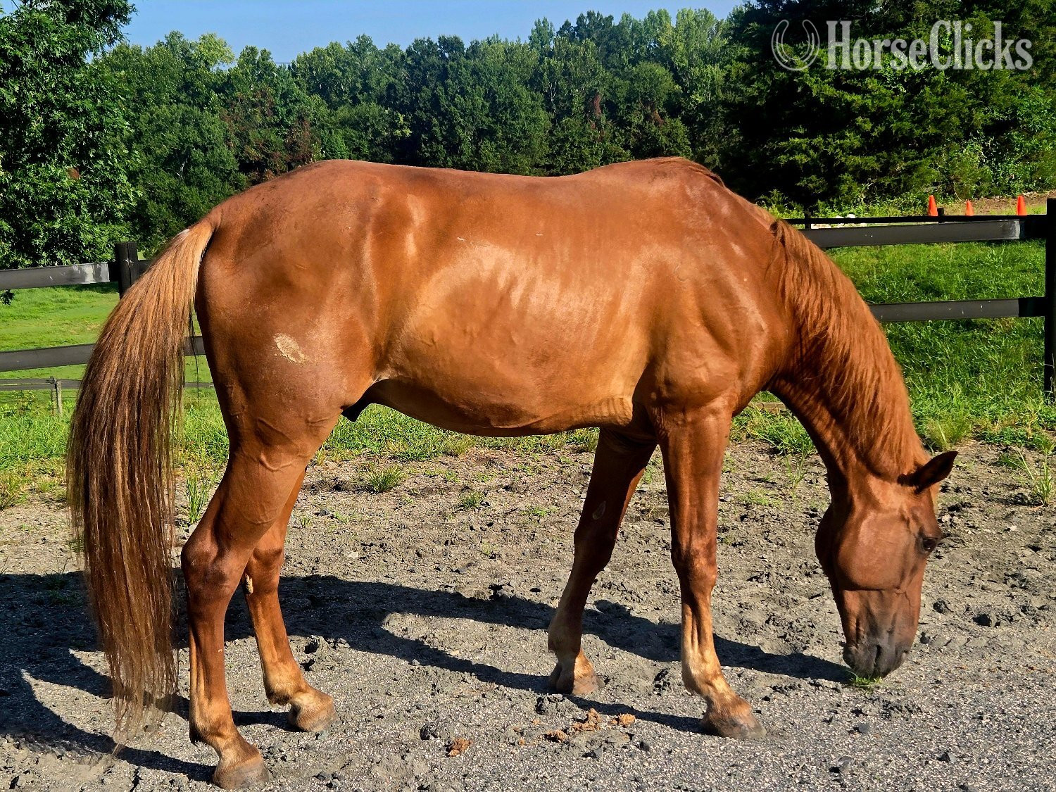 "Big World "Red"" Chestnut Gelding Tennessee Walker - Tennessee Walker in South Carolina