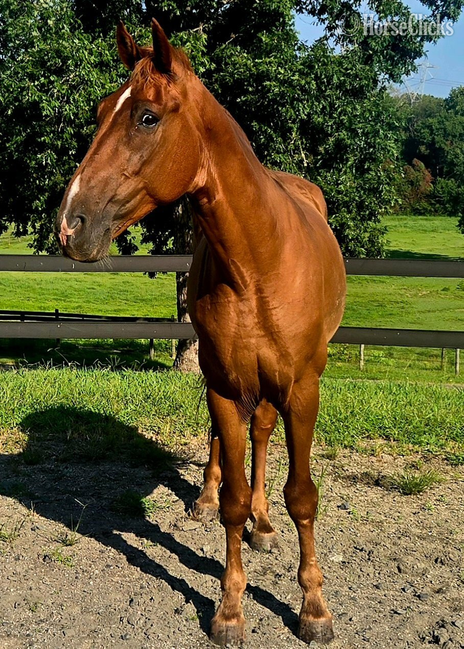 "Big World "Red"" Chestnut Gelding Tennessee Walker - Tennessee Walker