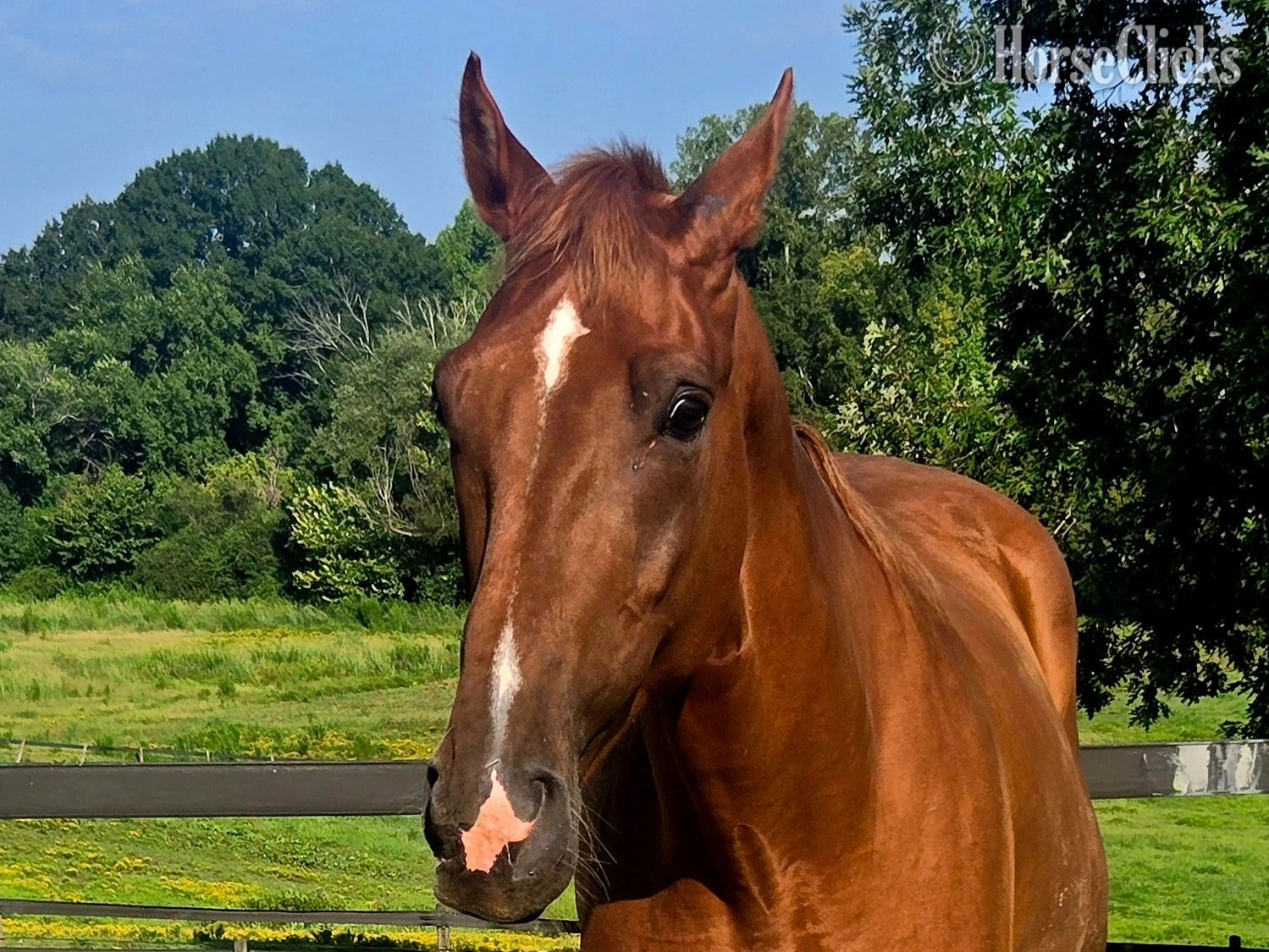 Tennessee Walker - "Big World "Red"" Chestnut Gelding Tennessee Walker in South Carolina
