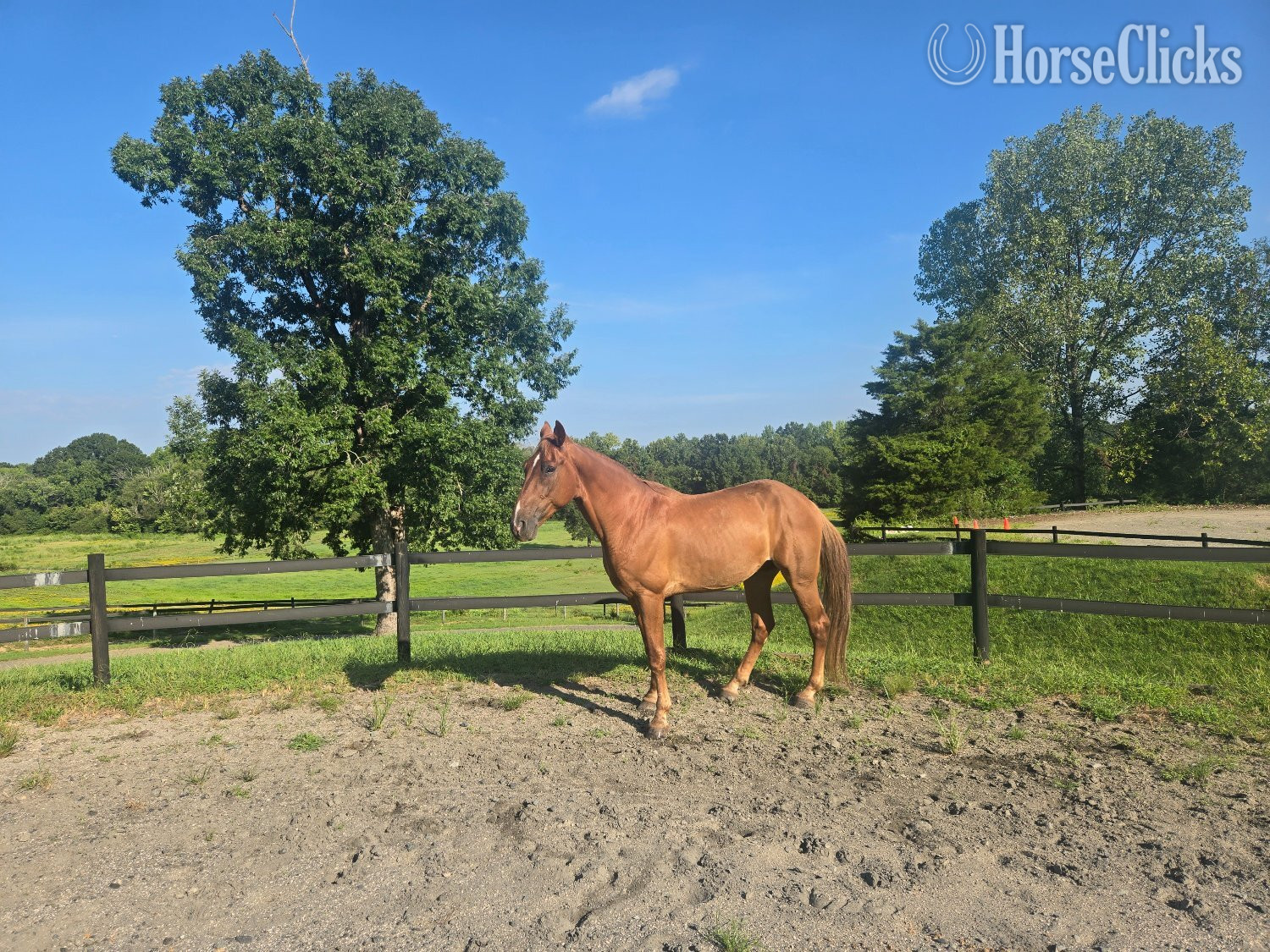 Tennessee Walker - "Big World "Red"" Chestnut Gelding Tennessee Walker
