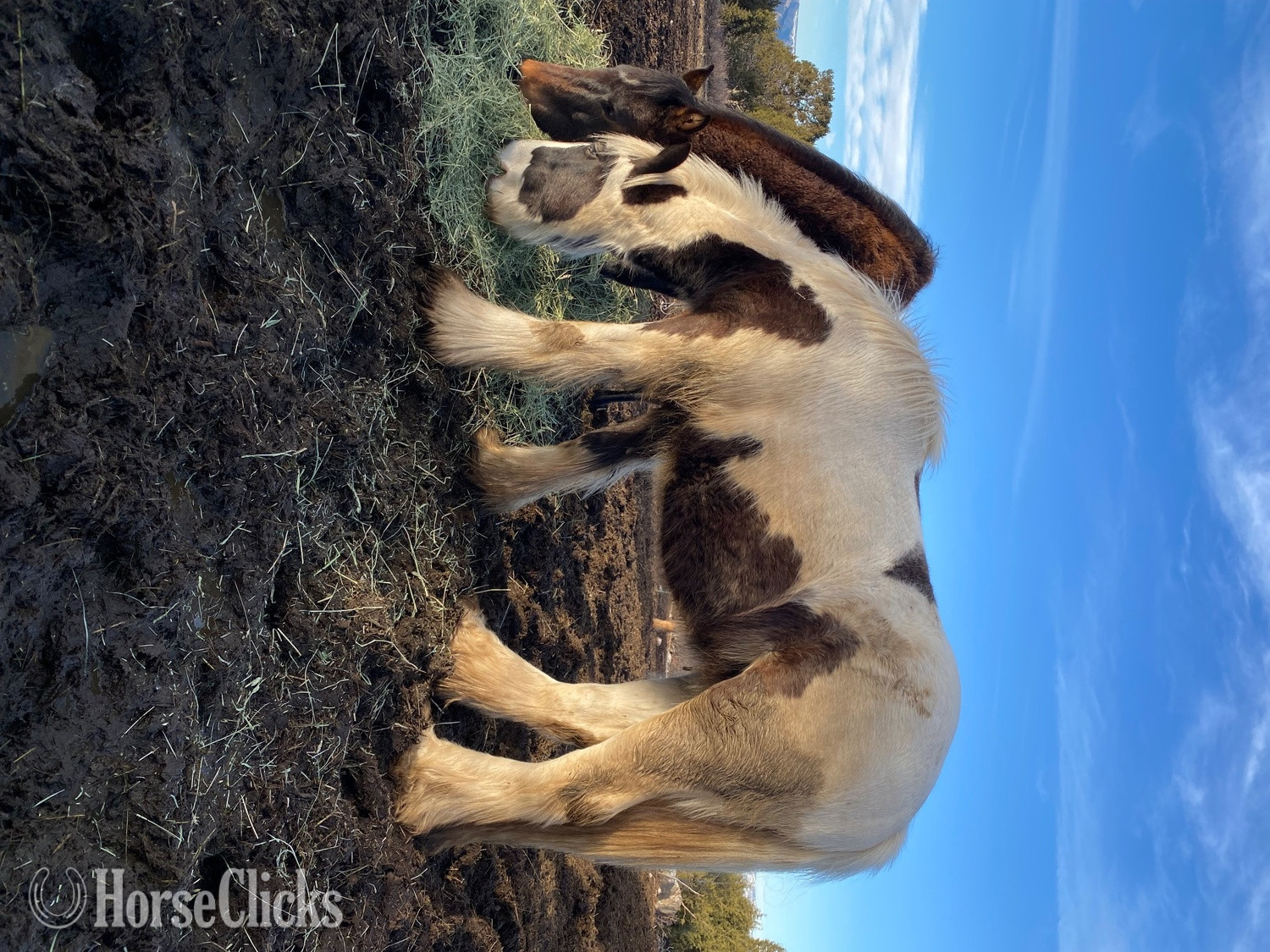 "Alaster of the oaks" Tabiano Colt Gypsy Vanner in Colorado