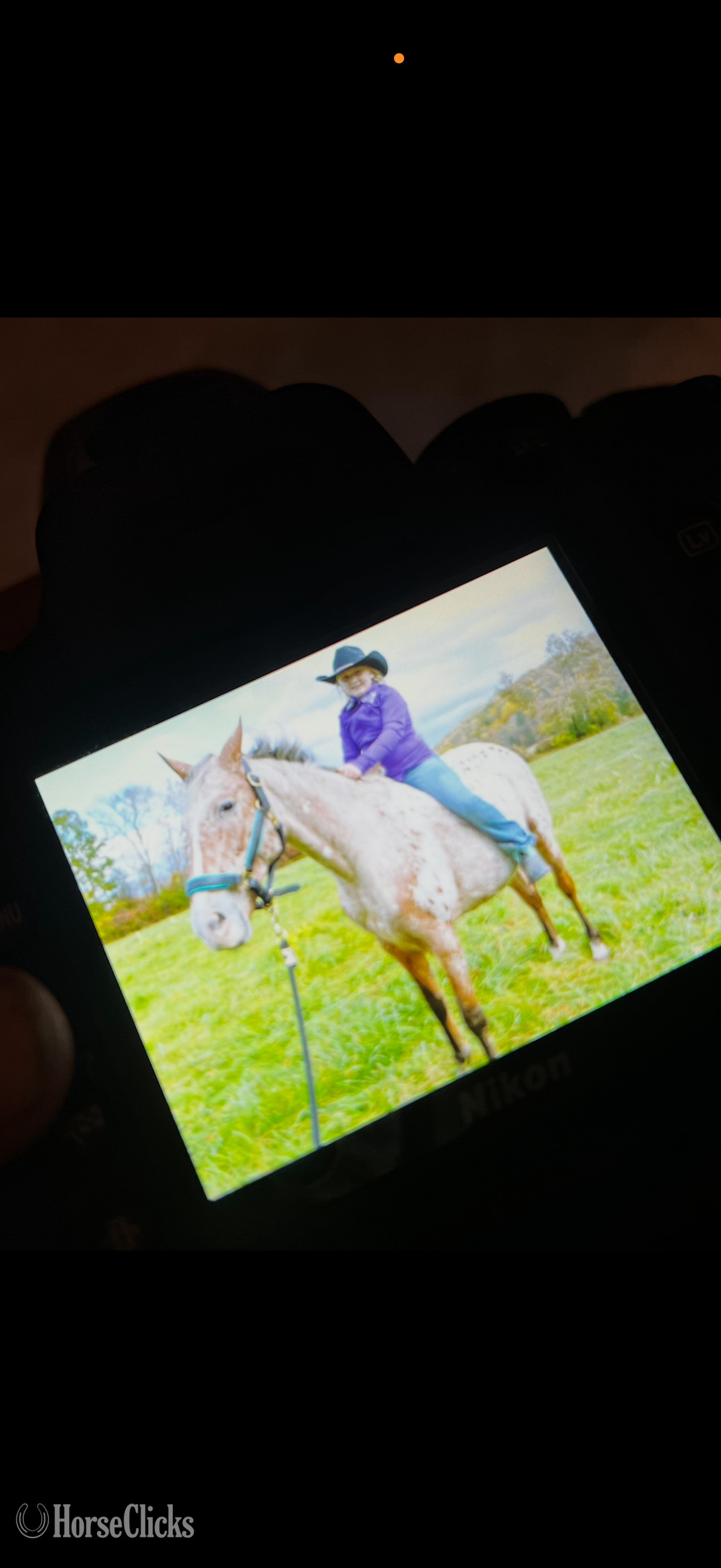 "Feather" Spotted Mare Appaloosa in Pennsylvania