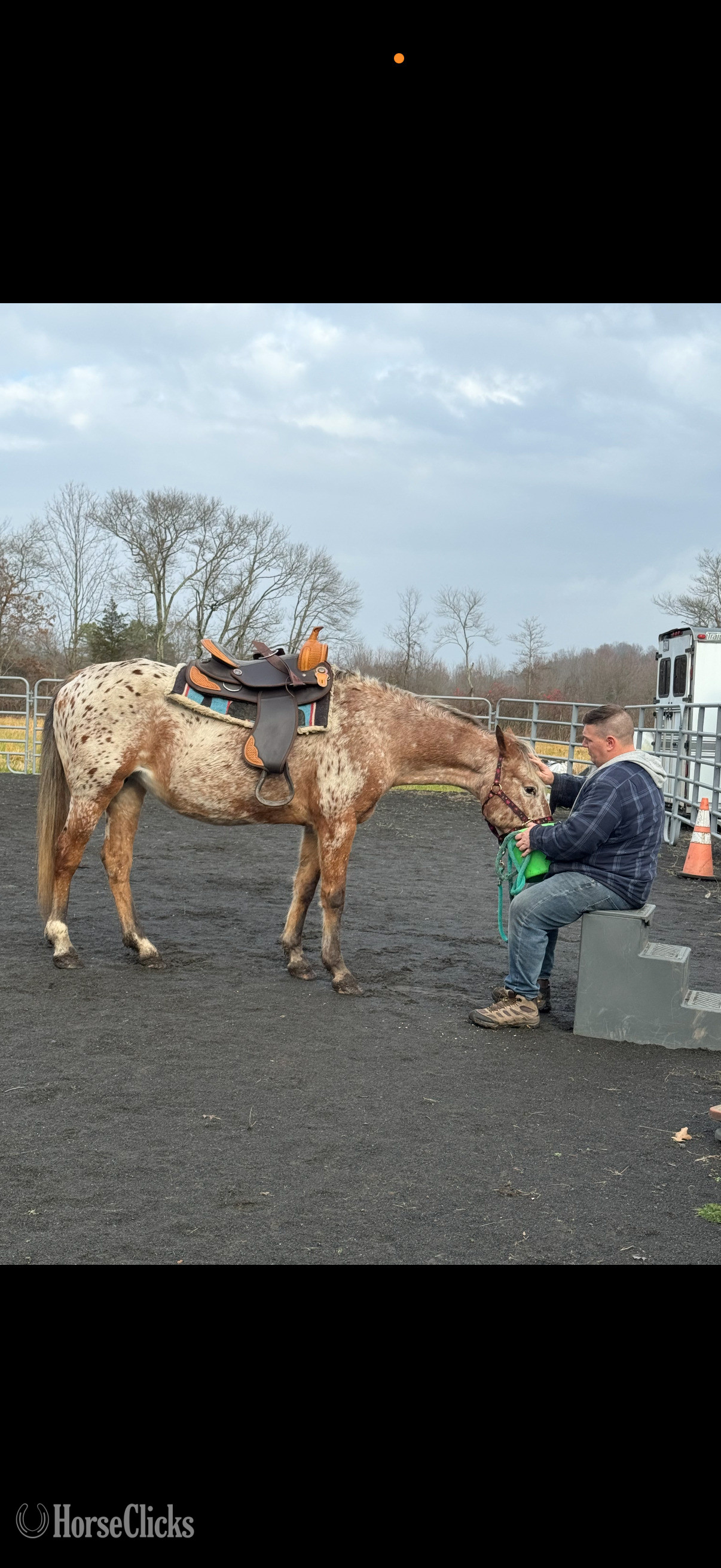"Feather" Spotted Mare Appaloosa