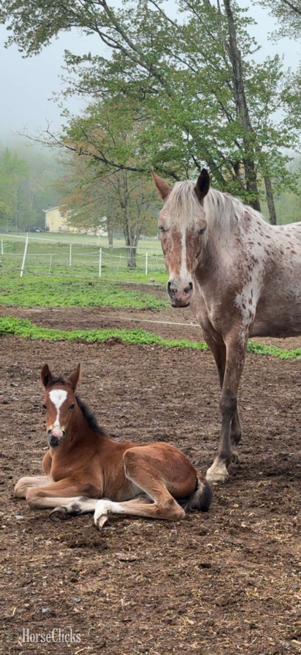 "Feather" Spotted Mare Appaloosa - Appaloosa in Pennsylvania