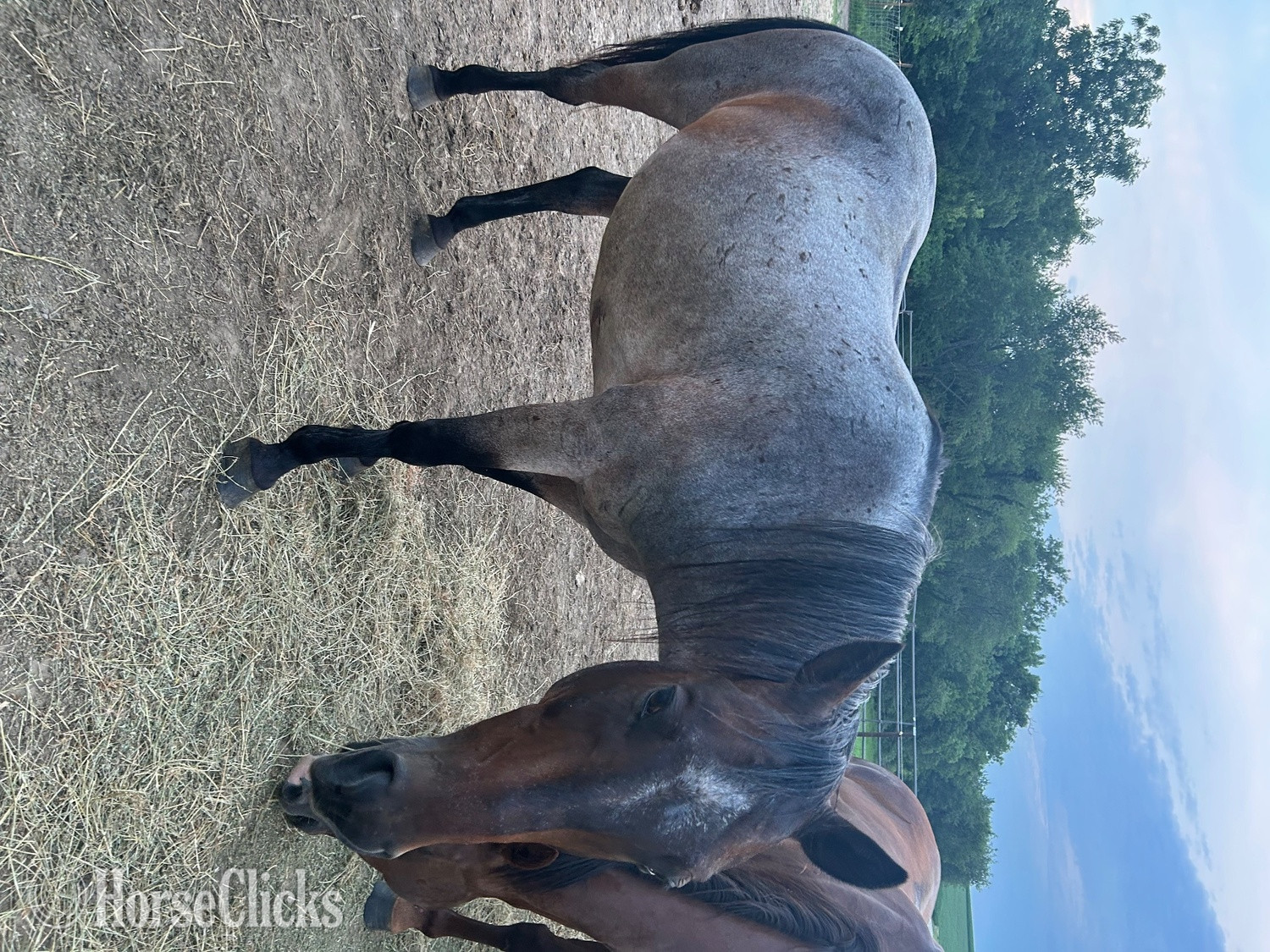 "IM SMARTER THAN THAT " Bay Roan Gelding Quarter Horse in Illinois