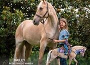 "BAILEY" Palomino Mare Tennessee Walker