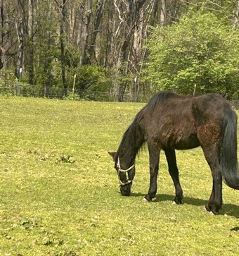 "Lucy " Brown Filly Arabian Cross