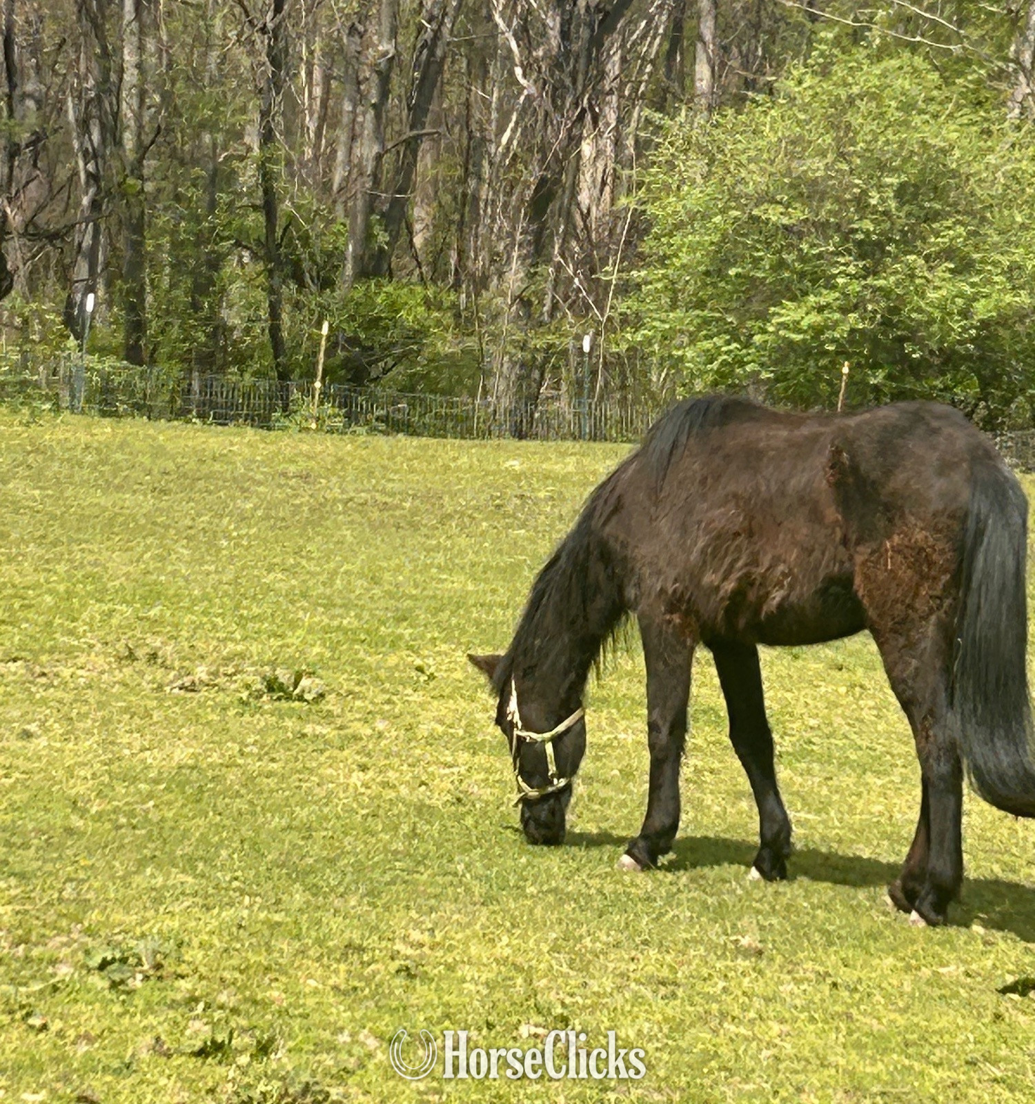 "Lucy " Brown Filly Arabian Cross in Pennsylvania